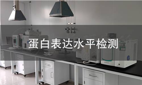 蛋白表達水平檢測