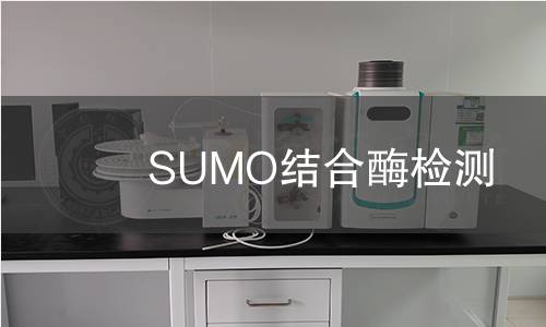 SUMO結合酶檢測 SUMO結合酶檢測