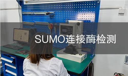 SUMO連接酶檢測 SUMO連接酶檢測