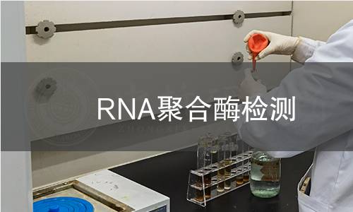 RNA聚合酶檢測 RNA聚合酶檢測