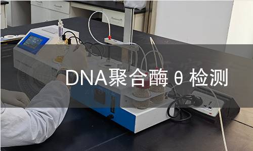 DNA聚合酶θ檢測 DNA聚合酶θ檢測