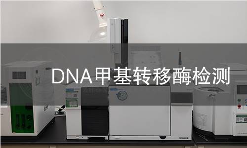 DNA甲基轉移酶檢測 DNA甲基轉移酶檢測