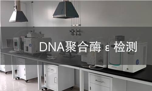 DNA聚合酶ε檢測 DNA聚合酶ε檢測