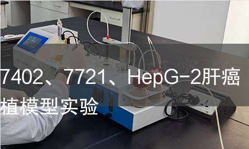 人肝癌7402、7721、HepG-2肝癌原位移植模型實驗