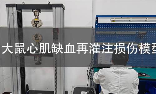 大鼠心肌缺血再灌注損傷模型 大鼠心肌缺血再灌注損傷模型