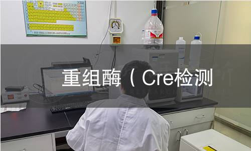 重組酶(Cre檢測 重組酶(Cre檢測